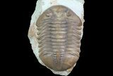Asaphus expansus Trilobite - Russia #74044-1